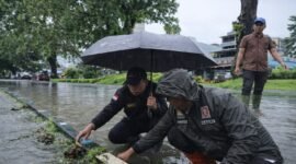 Walikota Bengkulu Dedy Wahyudi turun langsung membersihkan drainase tersumbat di Jalan A. Yani Pintu Batu. Aksi cepat ini membuat genangan air surut dan lalu lintas kembali lancar.