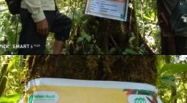 POHON ASUH: Gubernur Bengkulu Helmi Hasan jadi pelopor gerakan Pohon Asuh untuk melindungi hutan lindung dari ancaman krisis ekologi. Program ini menggandeng KKI Warsi dengan skema donasi demi menjaga pohon purba di Bengkulu Utara dan Bengkulu Selatan. (RABU-29-04-2026)--FOTO: IST//MBG.