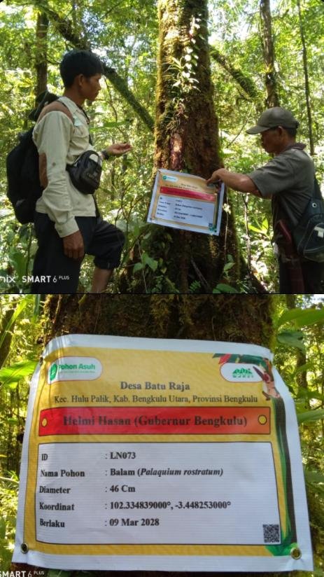 POHON ASUH: Gubernur Bengkulu Helmi Hasan jadi pelopor gerakan Pohon Asuh untuk melindungi hutan lindung dari ancaman krisis ekologi. Program ini menggandeng KKI Warsi dengan skema donasi demi menjaga pohon purba di Bengkulu Utara dan Bengkulu Selatan. (RABU-29-04-2026)--FOTO: IST//MBG.