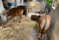 KANDANG: Salah Satu kandang sapi kurban di Kota Bengkulu mengaku harga sapi kurban naik jelang Iduladha 1447 Hijriah. (JUMAT- 15-05-2026)--FOTO: HANDI//MBG.