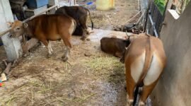 KANDANG: Salah Satu kandang sapi kurban di Kota Bengkulu mengaku harga sapi kurban naik jelang Iduladha 1447 Hijriah. (JUMAT- 15-05-2026)--FOTO: HANDI//MBG.
