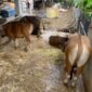 KANDANG: Salah Satu kandang sapi kurban di Kota Bengkulu mengaku harga sapi kurban naik jelang Iduladha 1447 Hijriah. (JUMAT- 15-05-2026)--FOTO: HANDI//MBG.