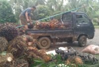 Harga TBS sawit di Bengkulu anjlok usai pidato Presiden Prabowo terkait ekspor satu pintu melalui BUMN. Petani khawatir kebijakan tersebut merugikan sektor sawit.