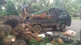 Harga TBS sawit di Bengkulu anjlok usai pidato Presiden Prabowo terkait ekspor satu pintu melalui BUMN. Petani khawatir kebijakan tersebut merugikan sektor sawit.