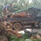 Harga TBS sawit di Bengkulu anjlok usai pidato Presiden Prabowo terkait ekspor satu pintu melalui BUMN. Petani khawatir kebijakan tersebut merugikan sektor sawit.