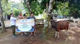 PT SIL dan PT Bio Nusantara Teknologi menyalurkan 43 sapi dan 12 kambing kurban pada Idul Adha 2026 untuk masyarakat desa penyangga dan karyawan sebagai bentuk kepedulian sosial perusahaan.