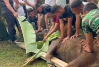 Korem 041/Gamas Bengkulu menyembelih 5 sapi dan 7 kambing kurban pada Iduladha 1447 H. Daging kurban dibagikan kepada masyarakat, fakir miskin, dan panti asuhan.