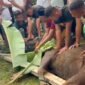 Korem 041/Gamas Bengkulu menyembelih 5 sapi dan 7 kambing kurban pada Iduladha 1447 H. Daging kurban dibagikan kepada masyarakat, fakir miskin, dan panti asuhan.