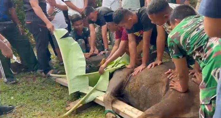 Korem 041/Gamas Bengkulu menyembelih 5 sapi dan 7 kambing kurban pada Iduladha 1447 H. Daging kurban dibagikan kepada masyarakat, fakir miskin, dan panti asuhan.