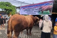 Presiden Prabowo Subianto menyerahkan sapi kurban terbesar di Bengkulu kepada Masjid Al-Ansor. Sapi limosin itu berbobot 1,1 ton dengan harga Rp120 juta. (RABU-27-05-2026)-- FOTO: HANDI//MBG.