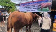 Presiden Prabowo Subianto menyerahkan sapi kurban terbesar di Bengkulu kepada Masjid Al-Ansor. Sapi limosin itu berbobot 1,1 ton dengan harga Rp120 juta. (RABU-27-05-2026)-- FOTO: HANDI//MBG.