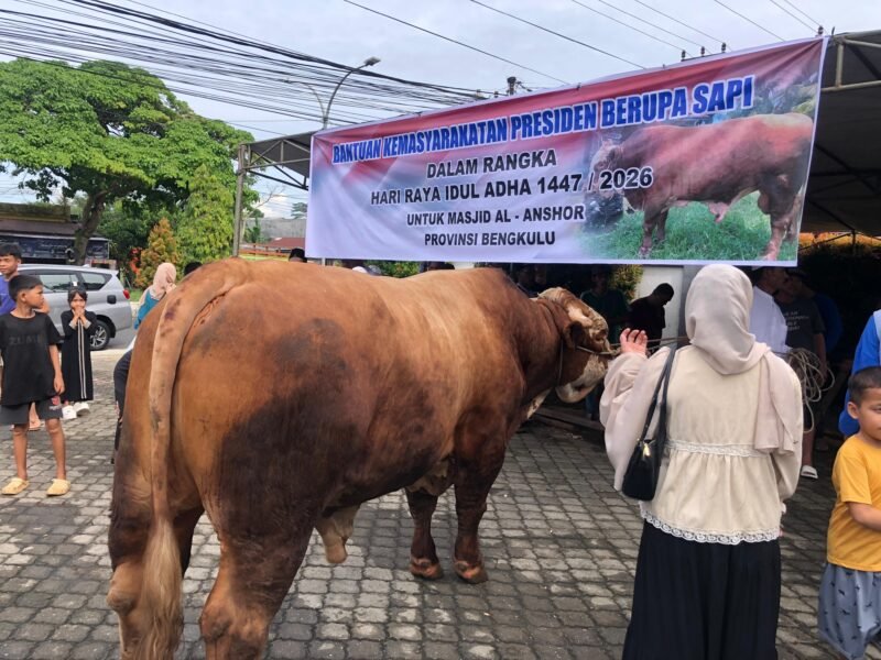 Presiden Prabowo Subianto menyerahkan sapi kurban terbesar di Bengkulu kepada Masjid Al-Ansor. Sapi limosin itu berbobot 1,1 ton dengan harga Rp120 juta. (RABU-27-05-2026)-- FOTO: HANDI//MBG.