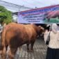 Presiden Prabowo Subianto menyerahkan sapi kurban terbesar di Bengkulu kepada Masjid Al-Ansor. Sapi limosin itu berbobot 1,1 ton dengan harga Rp120 juta. (RABU-27-05-2026)-- FOTO: HANDI//MBG.