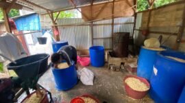Kenaikan harga kedelai hingga Rp850 ribu per karung memaksa pengusaha tempe di Bengkulu mengurangi produksi dan menyesuaikan strategi penjualan agar usaha tetap bertahan.